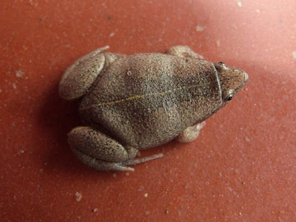 CHACO OVAL FROG Elachistocleis haroi FAUNA PARAGUAY